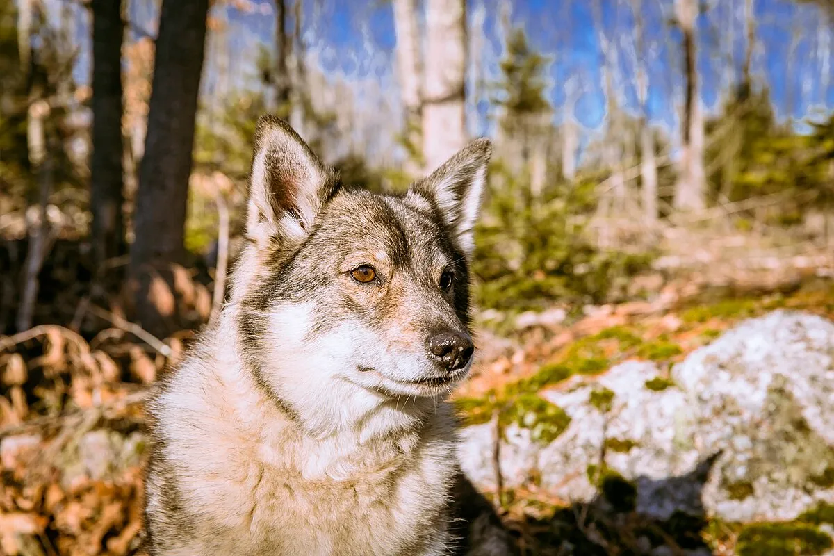 A medium sized dog with gray and tan fur and erect ears looks alertly to the right in a wooded area