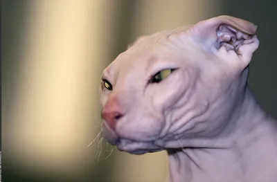 A hairless Ukrainian Levkoy cat with wrinkled skin and folded ears looks to the left