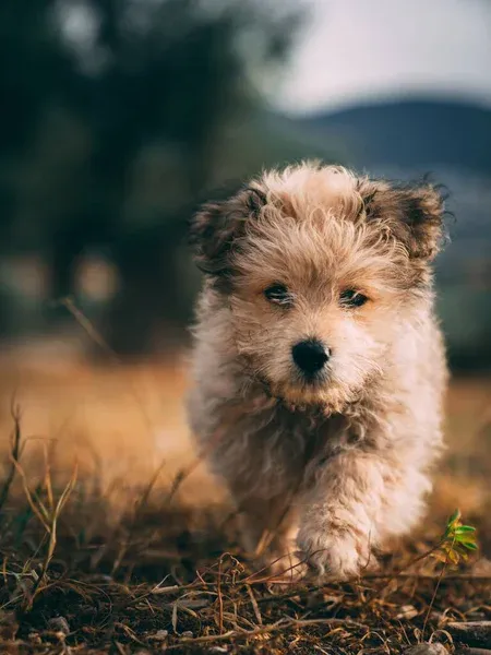 Small fluffy light brown Yorkie Poo puppy walking on dry grass