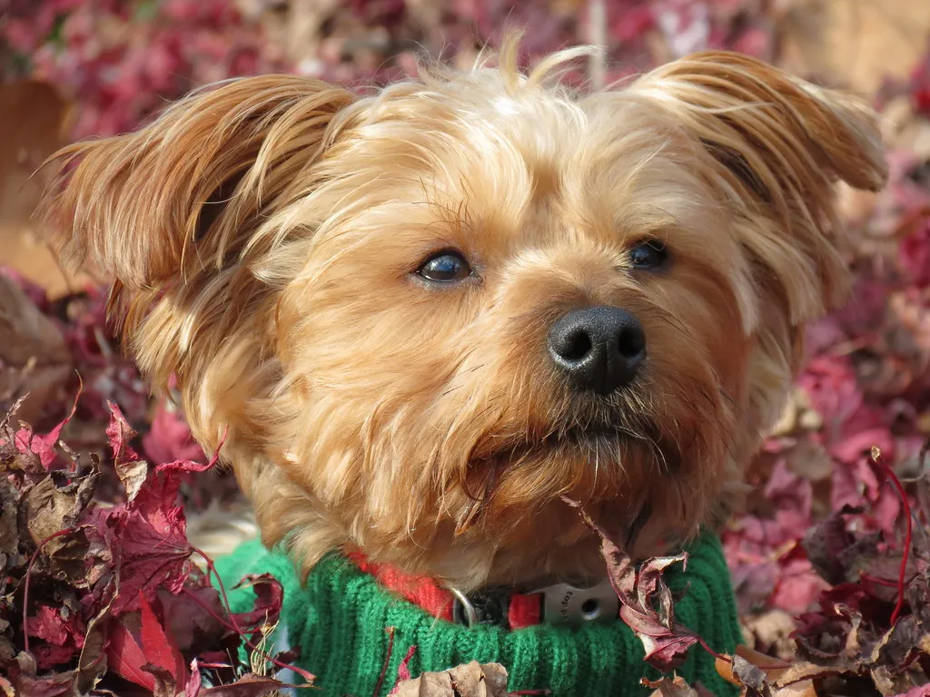 Small tan Morkie dog head and shoulders looks forward wearing a green sweater among red fall leaves