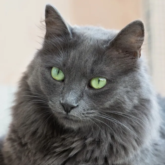 A fluffy long haired gray cat with striking green eyes looks directly at the viewer