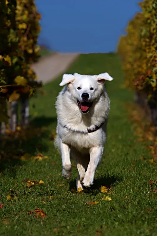A large fluffy white Slovensky Cuvac with floppy ears runs towards the camera on a grassy path
