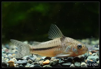 ANatterers Corydoras with a dark lateral stripe rests on a bed of multi colored gravel
