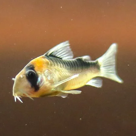 An Adolfos Corydoras fish with a prominent black eye band and yellow upper body