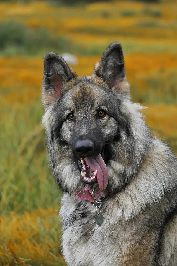Gray and tan fluffy Shiloh Shepherd with erect ears pants outdoors with tongue out