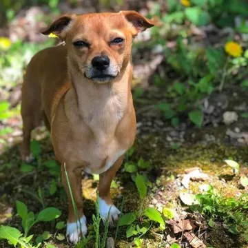 mall tan Chiweenie dog with white paws stands in a garden with squinted eyes