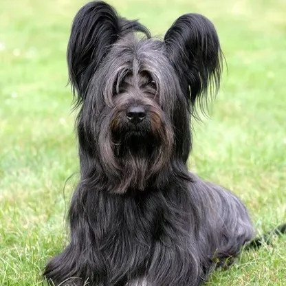 A black Skye Terrier with long hair sits on green grass