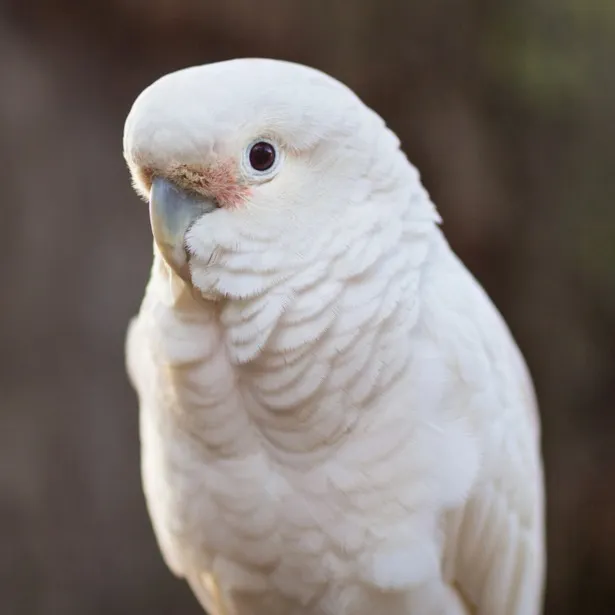 A white Goffins cockatoo with a pale pink patch near its beak looks forward