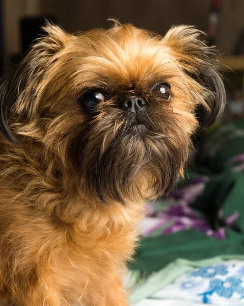 Brown Brussels Griffon dog headshot looking slightly left with dark eyes