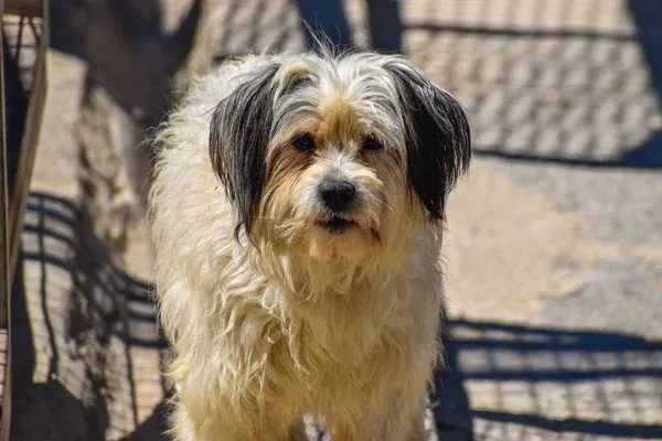 Small fluffy white and tan Cavachon dog looks up with dark ears