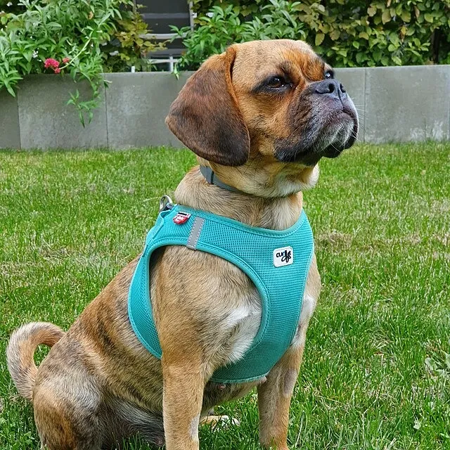 black Puggle dog sits on green grass looking right wearing a teal harness