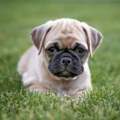 Small tan Chug puppy with a black wrinkled face lies in green grass looking forward intently