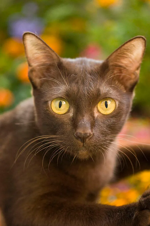 Close up of a Suphalak cat with rich brown fur and striking golden yellow eyes outdoors