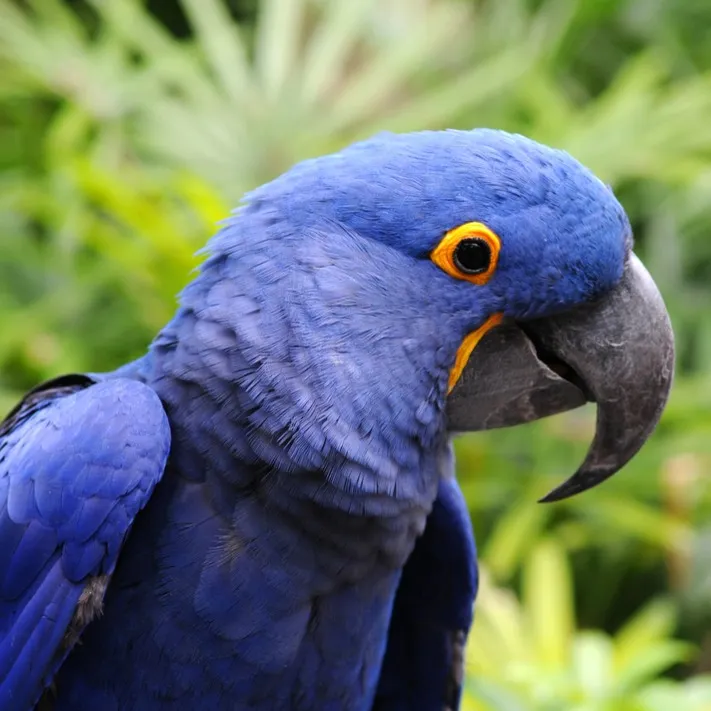 A Hyacinth macaw with vibrant blue feathers and a bright yellow eye ring and lower beak patch