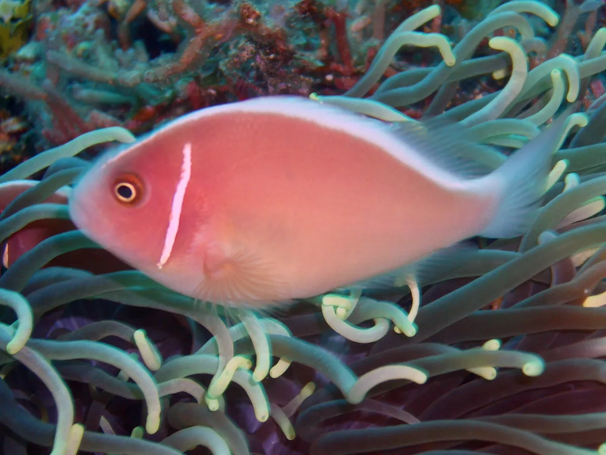 A beautiful pink skunk clownfish with a vertical white stripe on its head in a green anemone