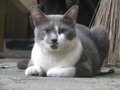 A gray and white cat with green eyes lies curled on a concrete surface