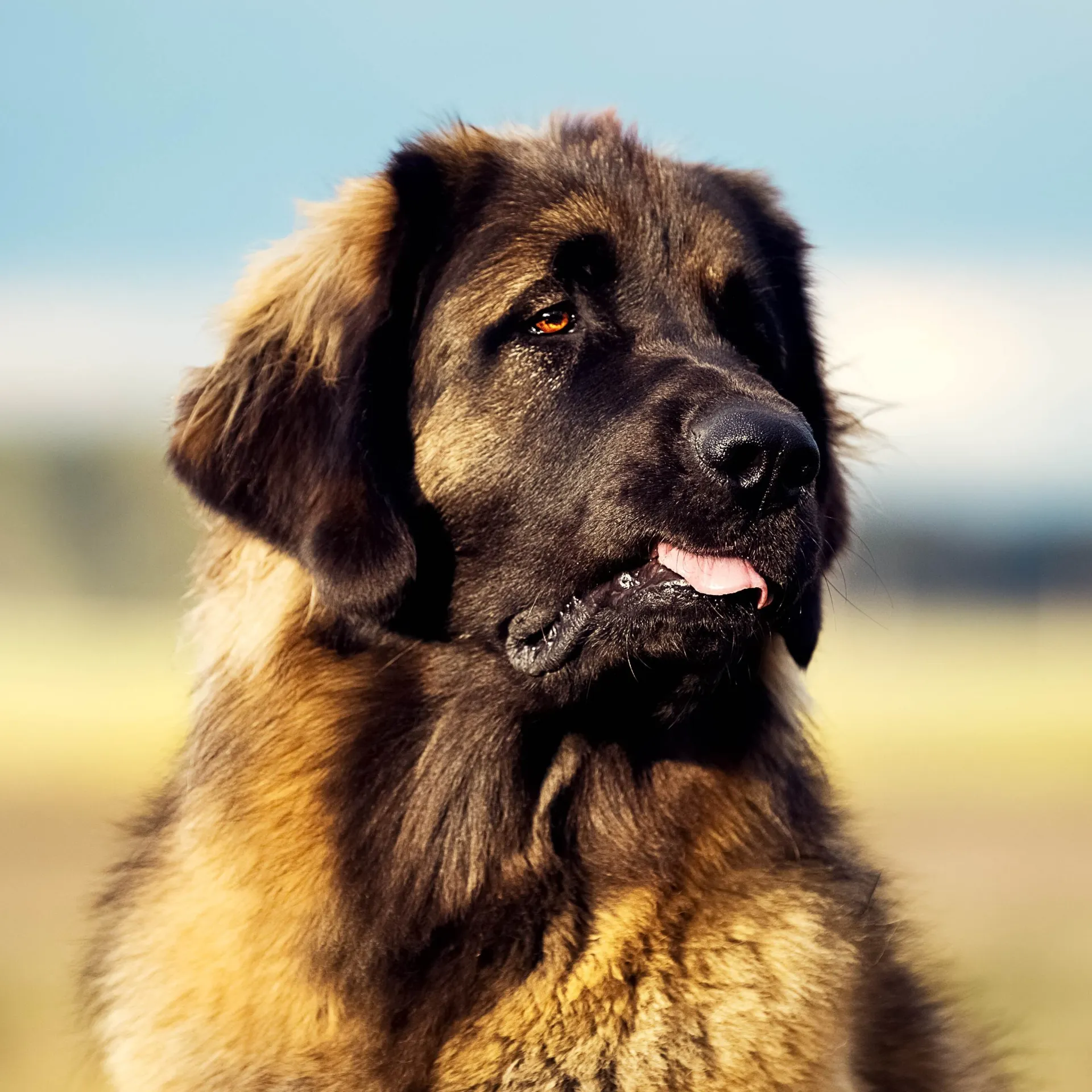Fluffy Leonberger dog with brown and black fur looking alert in open field
