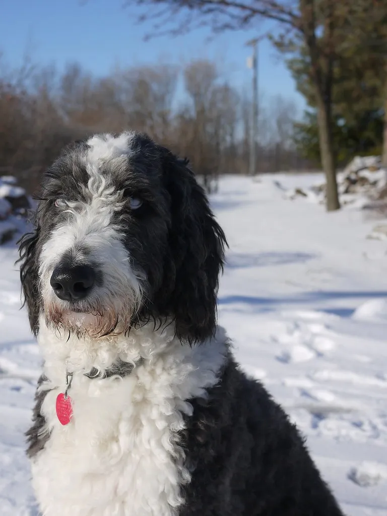Close up of a gray and white Aussiedoodle dog sitting in the snow with a red tag on its collar