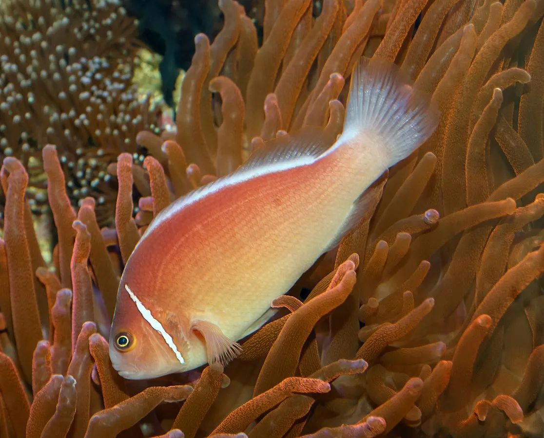 A vibrant pink skunk clownfish with a white stripe swims amongst the orange tentacles of an anemone