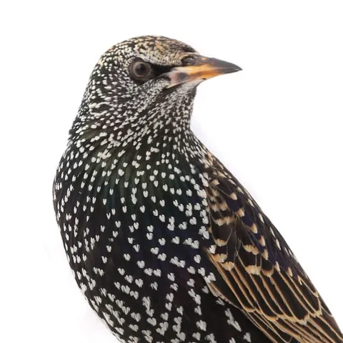 A European Starling with iridescent black plumage and white spots against a white background