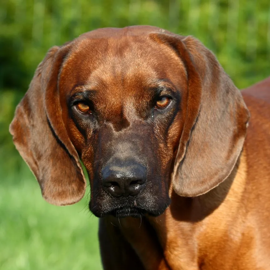 A close up shows the face of a reddish brown Hanoverian Scenthound with long floppy ears