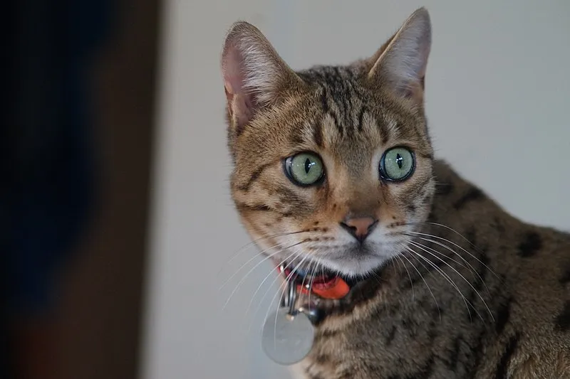 Close up of a spotted brown cat with striking green eyes and a red collar