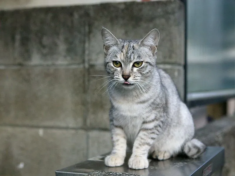 Silver tabby cat with green eyes sits on a metallic surface