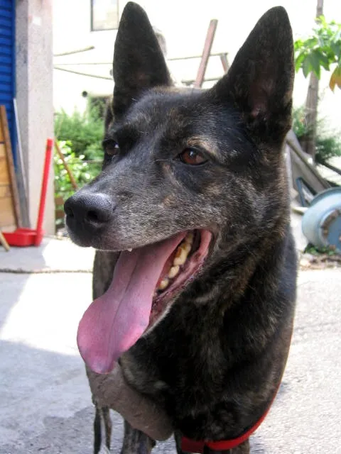 A close up of a brindle dog with erect ears and its tongue hanging out possibly a Dutch Shepherd