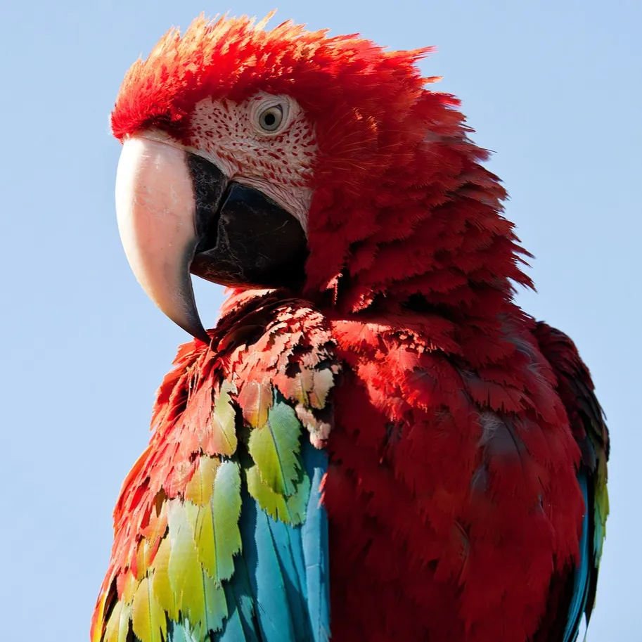 A red green winged macaw with a white face patch and black beak looks to the left