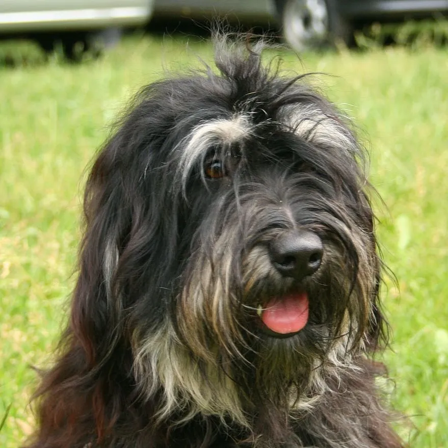 A medium sized Portuguese Sheepdog with long shaggy black and gray fur and a visible tongue