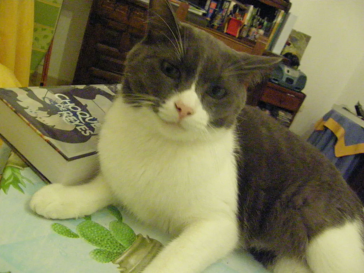 Gray and white cat with round face and blue eyes rests on a patterned surface next to a book