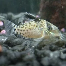 A light colored spotted corydoras fish with dark spots and fins rests on black gravel