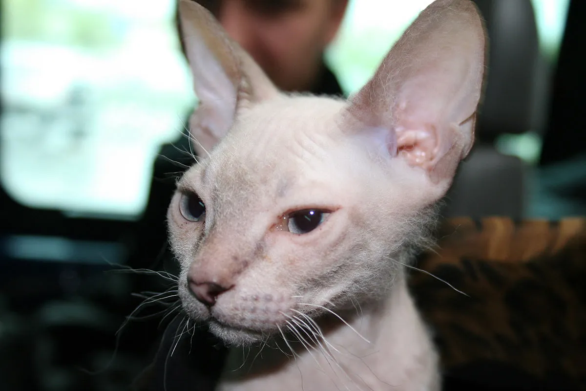 A light colored Donskoy cat with large ears and prominent cheekbones looks to the right