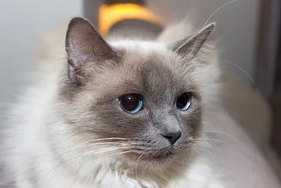 A close up of a fluffy cat with light fur darker gray facial markings and striking bright blue eyes