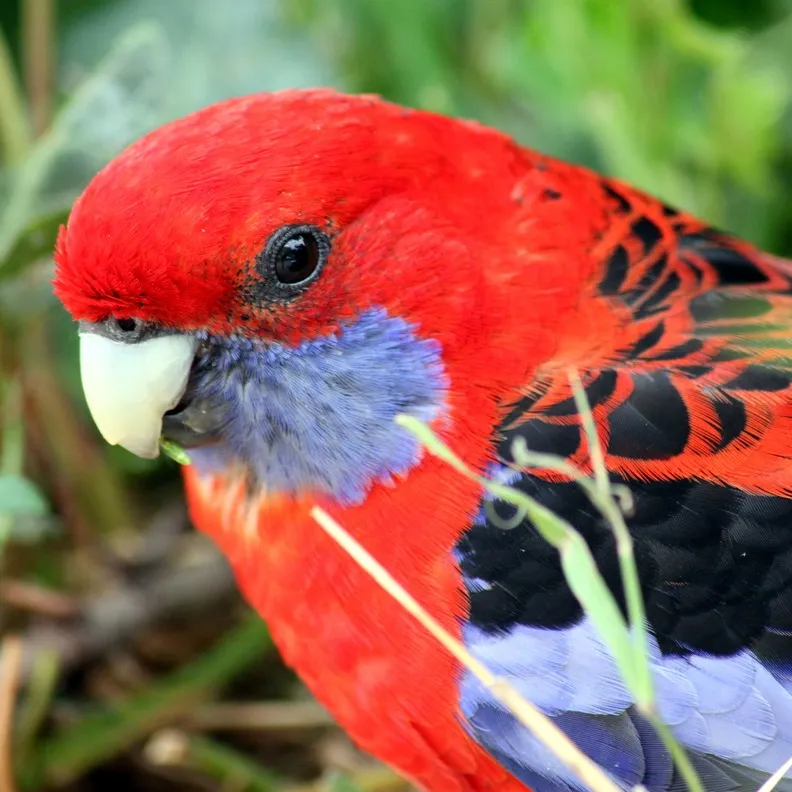 A vibrant red crimson rosella with purple cheek patches and black markings looks right