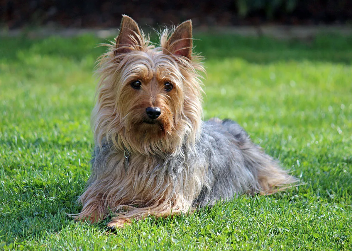 Small tan and gray Silky Terrier with erect ears lies on green grass looking forward