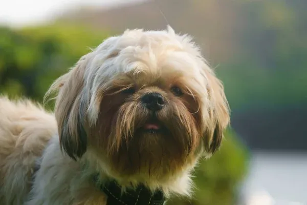 Closeup of a small fluffy tan Shih Poo dog looking forward with its tongue slightly out