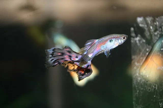 A Cobra Guppy with a shimmering body and a fanned black red and white tail fin