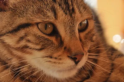 A closeup of a brown tabby cats face showing its striped fur amber eyes and delicate white whiskers