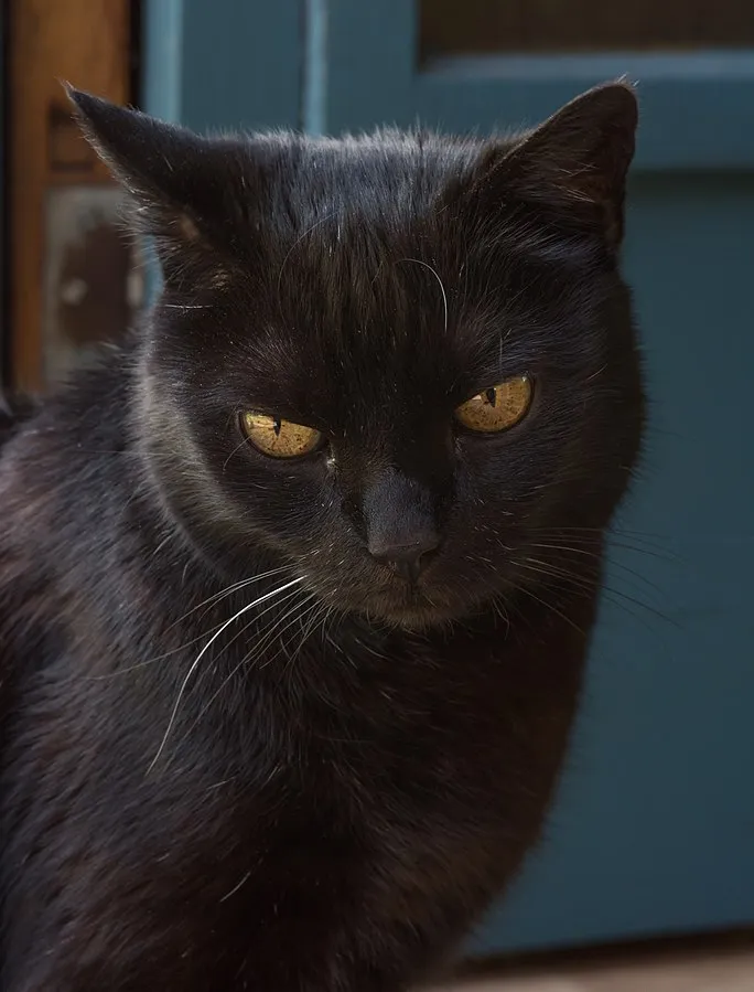York Chocolate Close up of a sleek black cat with intense golden eyes looking directly at the viewer