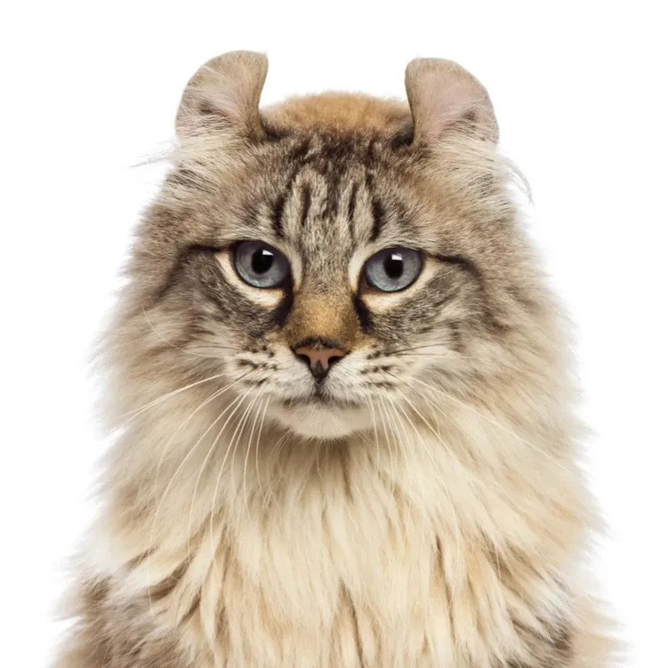 Fluffy tabby cat with distinct curled ears and blue eyes