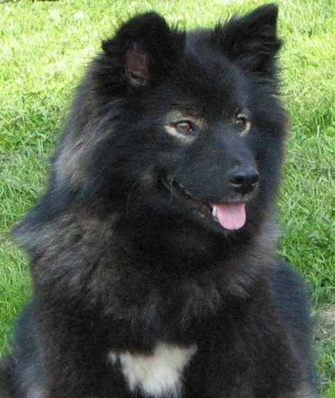 A fluffy black Swedish Lapphund with a white chest patch looks happy with its tongue sticking