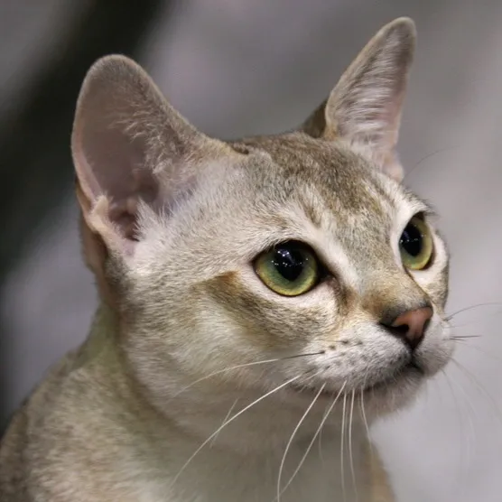 A close up of a petite ticked tabby cat with large expressive green eyes looking upwards