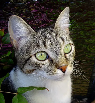 A close up of a tabby and white cat with striking green eyes looking attentively