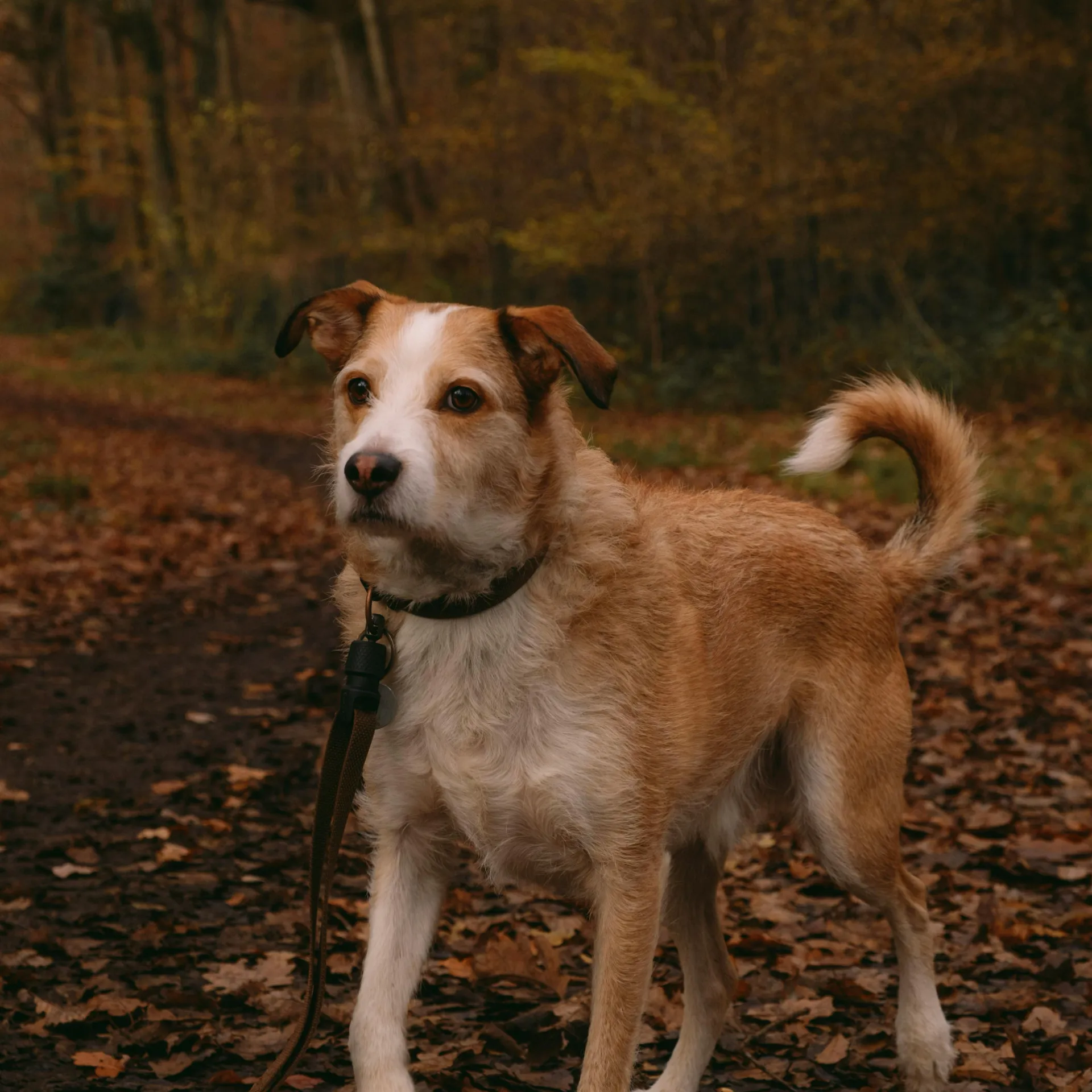 A medium sized Kromfohrlander dog with tan and white fur wearing a collar and leaash