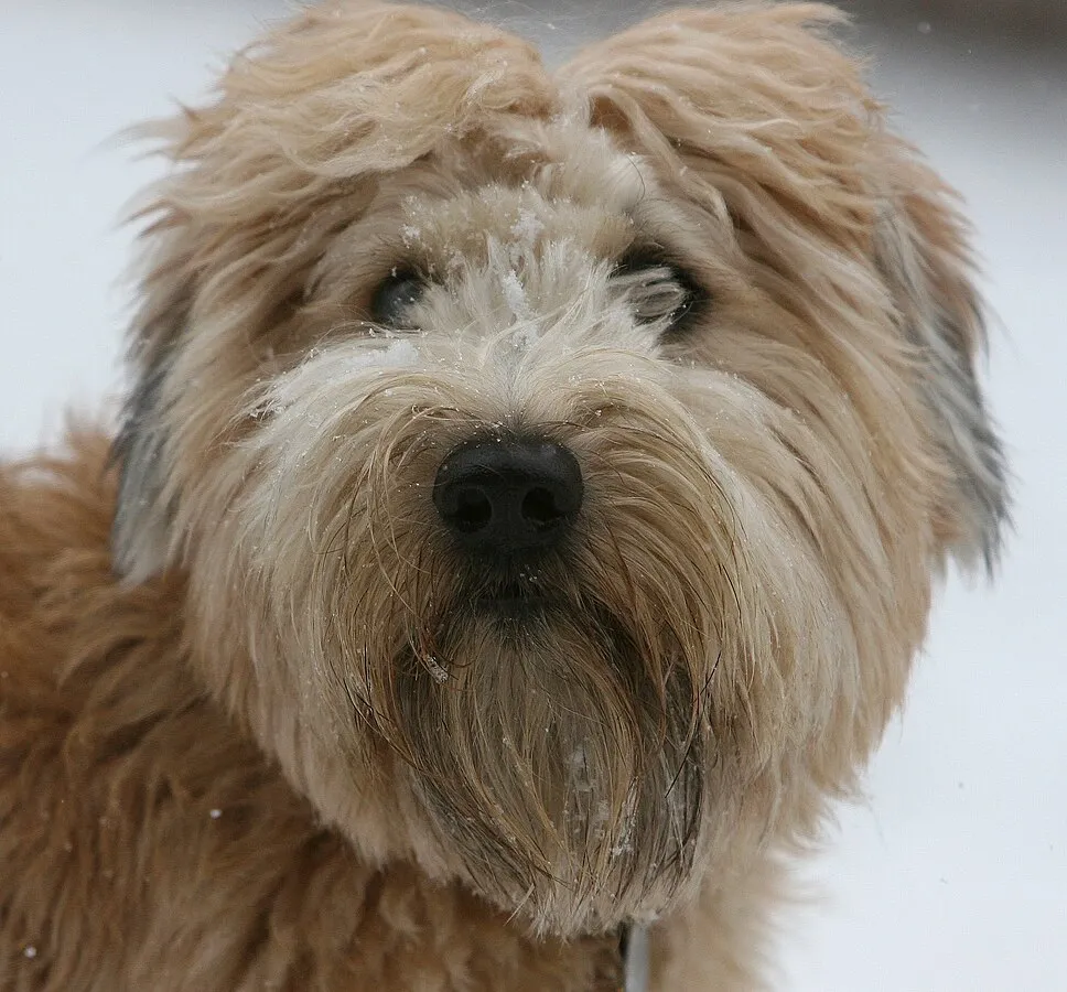 A closeup of a tan Soft Coated Wheaten Terriers face covered in light snow