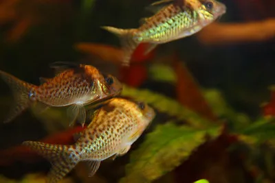 A group of three spotted Marble Delphax Corydoras swimming in a planted aquarium