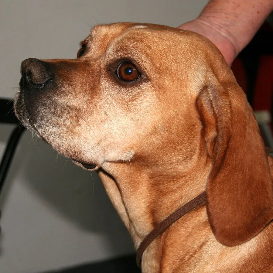 A close up of a tan Portuguese Pointer s head in profile looking upwards with expressive brown eyes