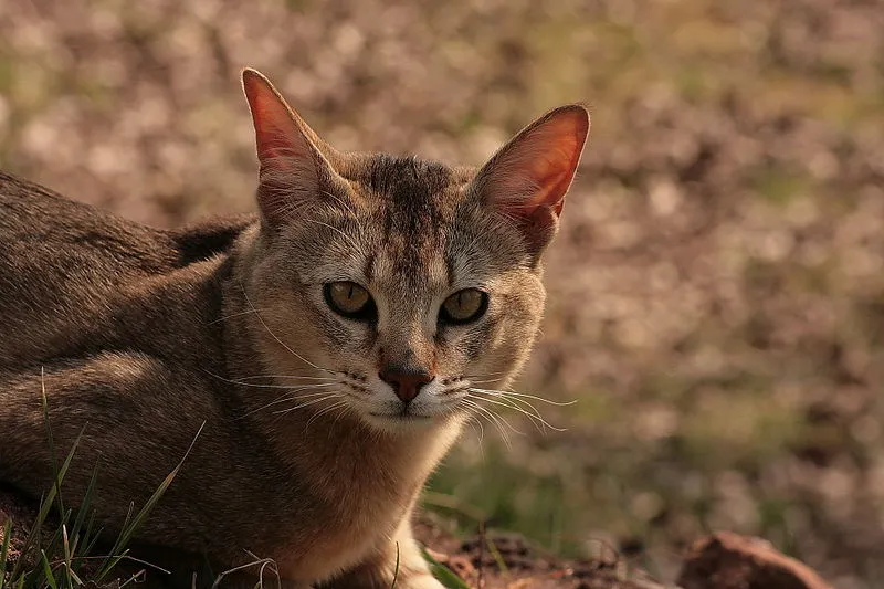 A tawny Chausie cat with striking green eyes stares intently at the viewer