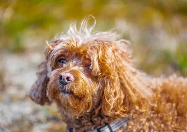 Close up of a small brown fluffy Cavapoo dog looking up wearing a gray collar